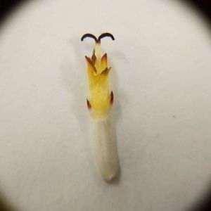 Meet your Posher, Daria